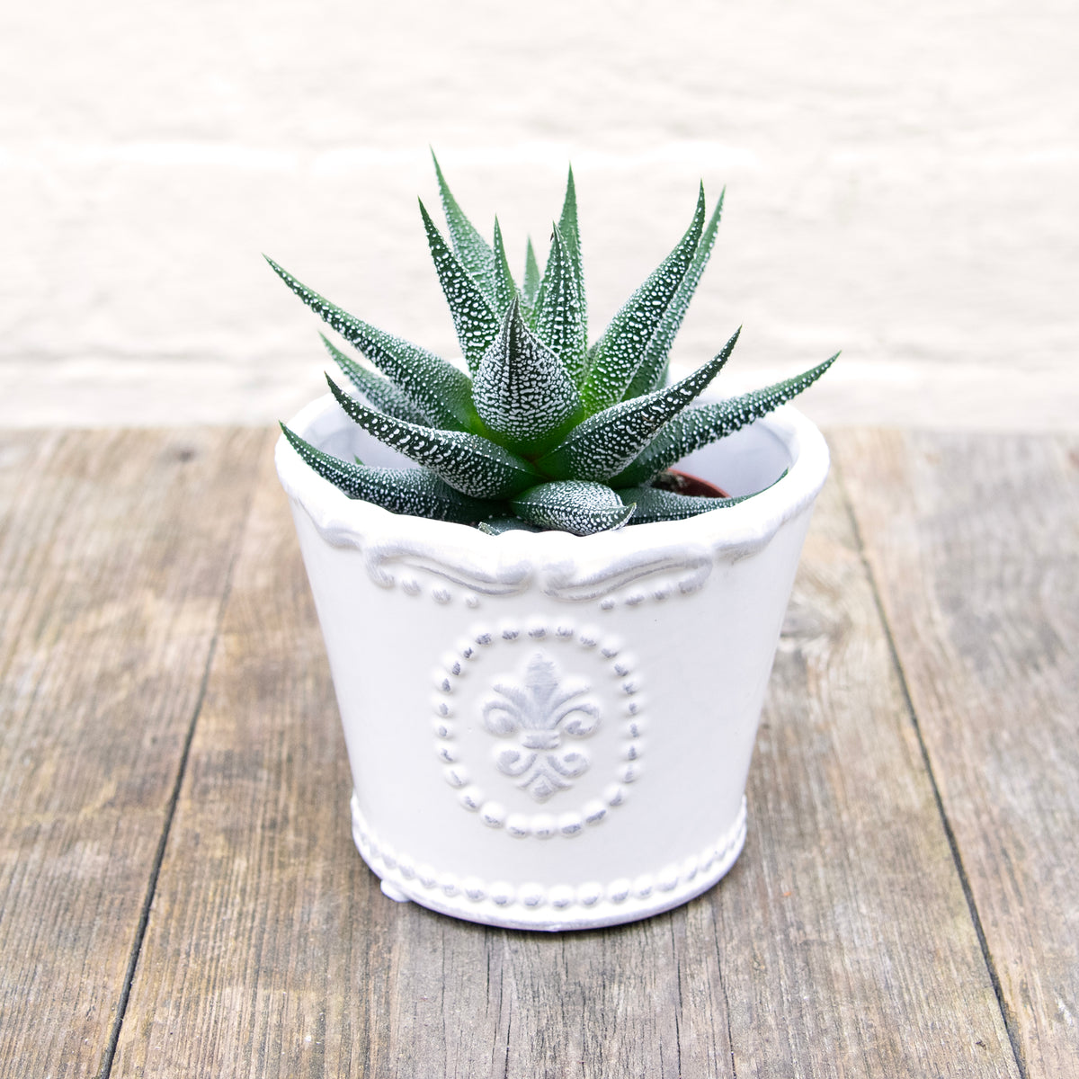 Haworthia Fasciata 'Big Band' (2 sizes) – Moose Plant Shop