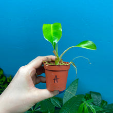 Load image into Gallery viewer, Philodendron &#39;Burle Marx&#39; Rooted Cutting Pot A
