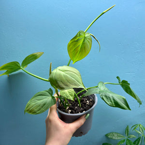 Home Grown Houseplant Wonky Bargain Bundle (7 Plants) - Philodendron, Syngonium & ZZ Plant