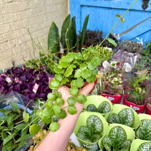 Hoya Endauensis