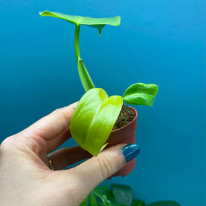 Philodendron Bipennifolium 'Golden Violin’ A