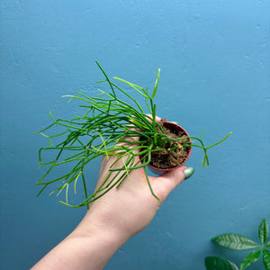 Rhipsalis Oasis Propagation Pot