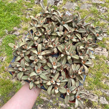 Load image into Gallery viewer, Kalanchoe Tomentosa &#39;Teddy Bear&#39;
