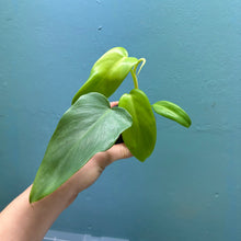 Load image into Gallery viewer, Philodendron Bipennifolium &#39;Golden Violin’ A
