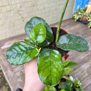 Hoya Villosa