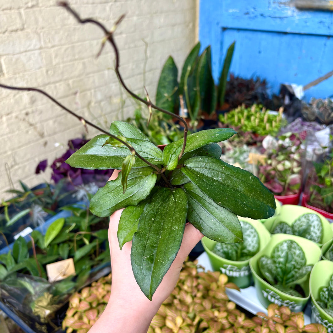 Hoya Erythrina