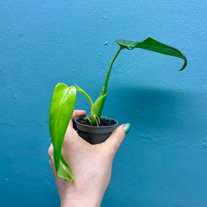 Philodendron Bipennifolium 'Golden Violin’ B