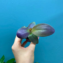 Load image into Gallery viewer, Tradescantia Purple Heart &#39;Silver Inch Plant&#39;
