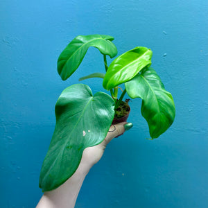 Home Grown Houseplant Wonky Bargain Bundle (9 Plants) Philodendron, Epiphyllum, Hoya & Begonia