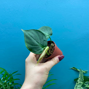 Philodendron Camposportoanum Propagation Pot C