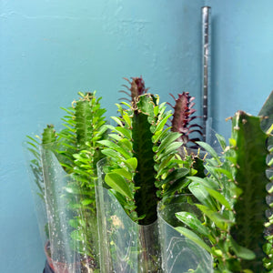 Euphorbia Trigona 'Rubra' or 'Green' (African Milk Tree)