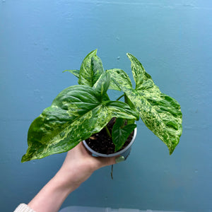 Syngonium 'Mojito' A