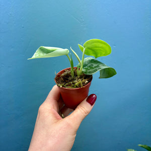 Scindapsus 'Silvery Ann' Baby Plant