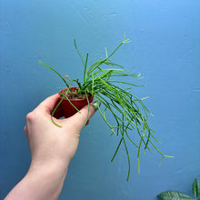 Load image into Gallery viewer, Rhipsalis Oasis Propagation Pot
