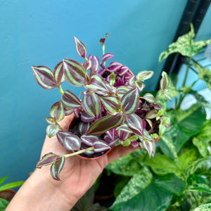 Tradescantia Purple Passion 'Silver Inch Plant'