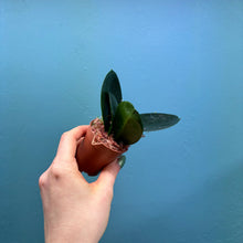 Load image into Gallery viewer, Hoya Australis Propagation Pot A
