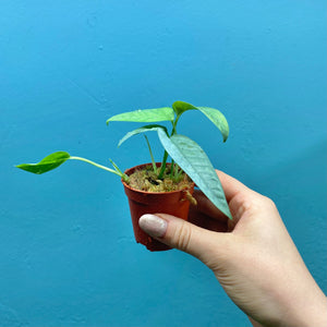 Epipremnum Pinnatum 'Cebu Blue' Rooted Cutting Pot