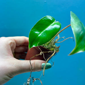 Home Grown Houseplant Wonky Bargain Bundle (9 Plants) Philodendron, Epiphyllum, Hoya & Begonia