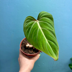 Home Grown Houseplant Wonky Bargain Bundle (7 Plants) - Philodendron, Syngonium & ZZ Plant