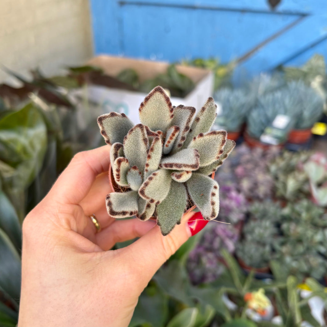 Kalanchoe Tomentosa 'Panda Plant'