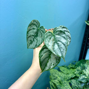 Philodendron Brandtianum Rooted Cutting Pot