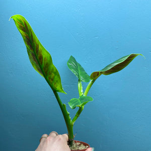 Home Grown Houseplant Wonky Bargain Bundle (7 Plants) - Philodendron, Syngonium & ZZ Plant