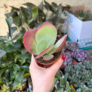 Kalanchoe Thyrsiflora 'Flapjacks'