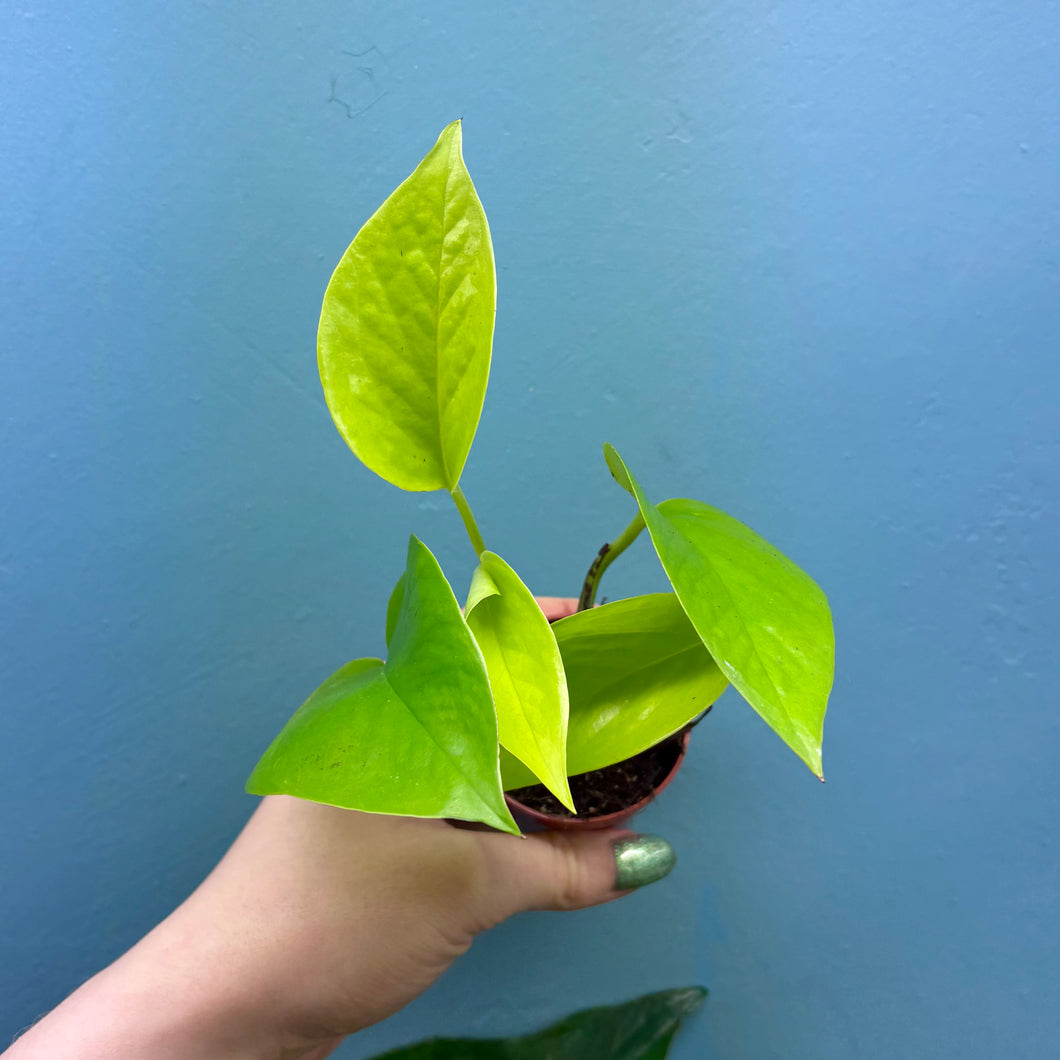 Epipremnum Aureum 'Neon Pothos' B