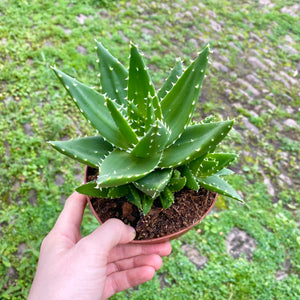 Aloe Mitriformis