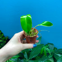 Load image into Gallery viewer, Philodendron &#39;Burle Marx&#39; Rooted Cutting Pot A
