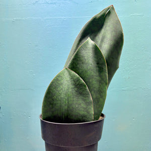 Giant Sansevieria Masoniana 'Victoria' (Whale Fin)