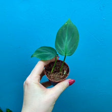 Load image into Gallery viewer, Philodendron Camposportoanum Propagation Pot B
