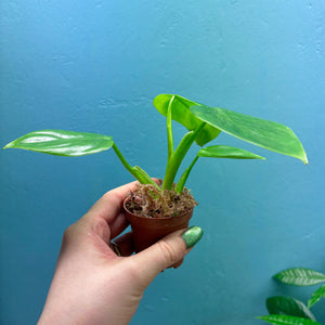 Philodendron Pittieri Propagation Pot