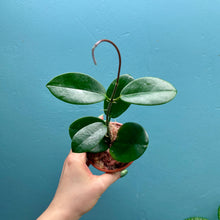 Load image into Gallery viewer, Hoya Australis Propagation Pot
