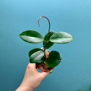 Hoya Australis Propagation Pot