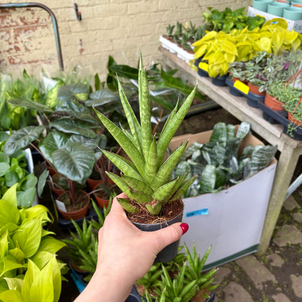 Sansevieria Cylindrica 'Starshooter'