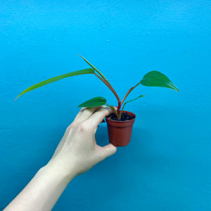 Baby Philodendron Erubescens 'Red Emerald' D