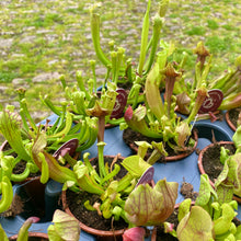 Load image into Gallery viewer, Sarracenia &#39;Pitcher Plants&#39; (Carnivorous Plant)
