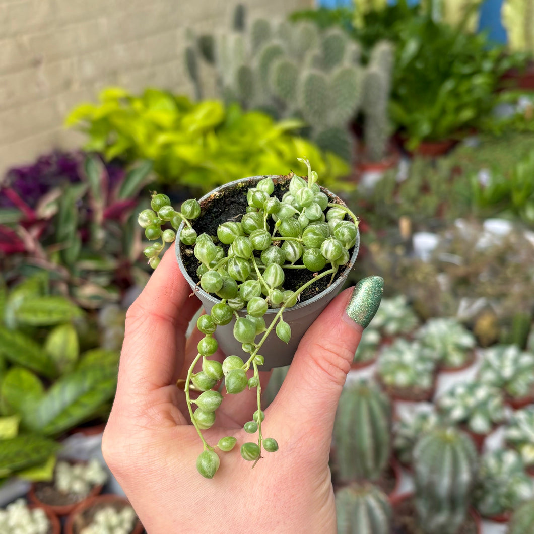 Senecio Herreianus Variegated 'String of Pearls'