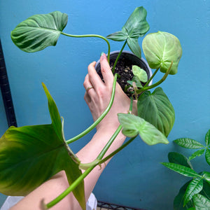 Home Grown Houseplant Wonky Bargain Bundle (7 Plants) - Philodendron, Syngonium & ZZ Plant