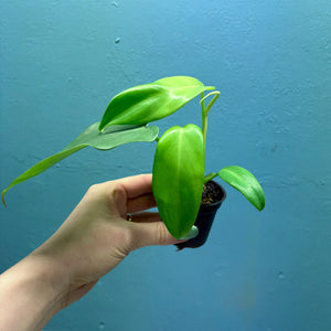 Philodendron Bipennifolium 'Golden Violin’ A