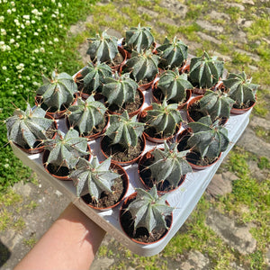 Astrophytum Ornatum 'Bishop's Cap Cactus'