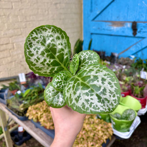 Streptocarpus 'Pretty Turtle'