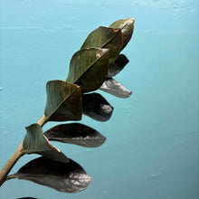 Load image into Gallery viewer, Home Grown Houseplant Wonky Bargain Bundle (7 Plants) - Philodendron, Syngonium &amp; ZZ Plant
