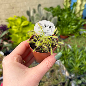 Baby Drosera Capensis 'Cape Sundew' (Carnivorous Plant)