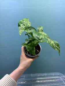 Syngonium 'Mojito' A