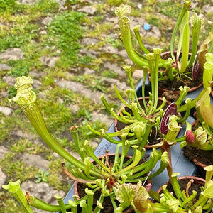 Sarracenia 'Pitcher Plants' (Carnivorous Plant)