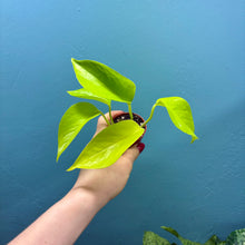 Load image into Gallery viewer, Epipremnum Aureum &#39;Neon Pothos&#39; C
