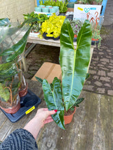 Load image into Gallery viewer, XL Philodendron Billietiae
