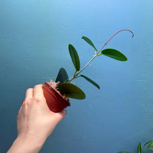 Hoya Australis Propagation Pot